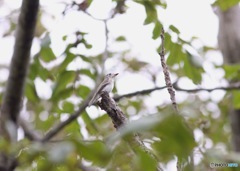 やっと見れました。 秋の渡り コサメビタキ