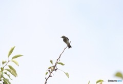 秋の渡り エゾビタキ