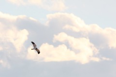 雲とハイチュウ