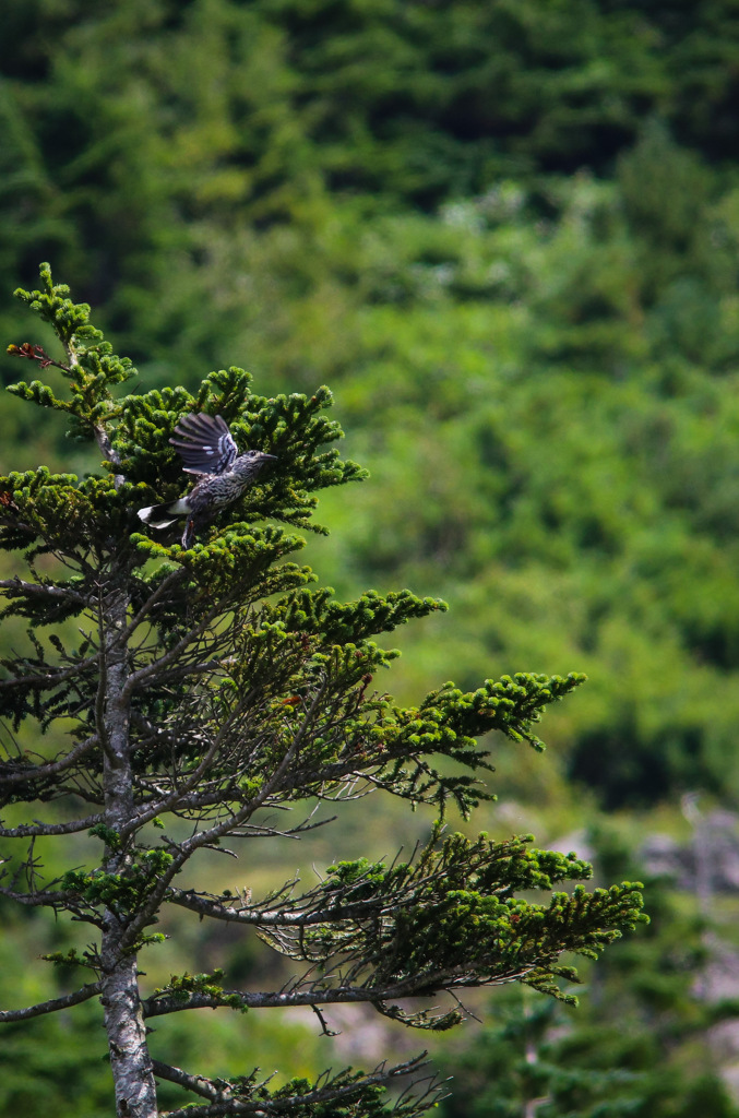 高山の鳥