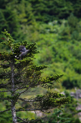 高山の鳥
