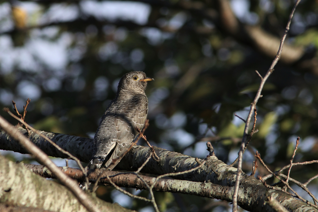 ツツドリ幼鳥