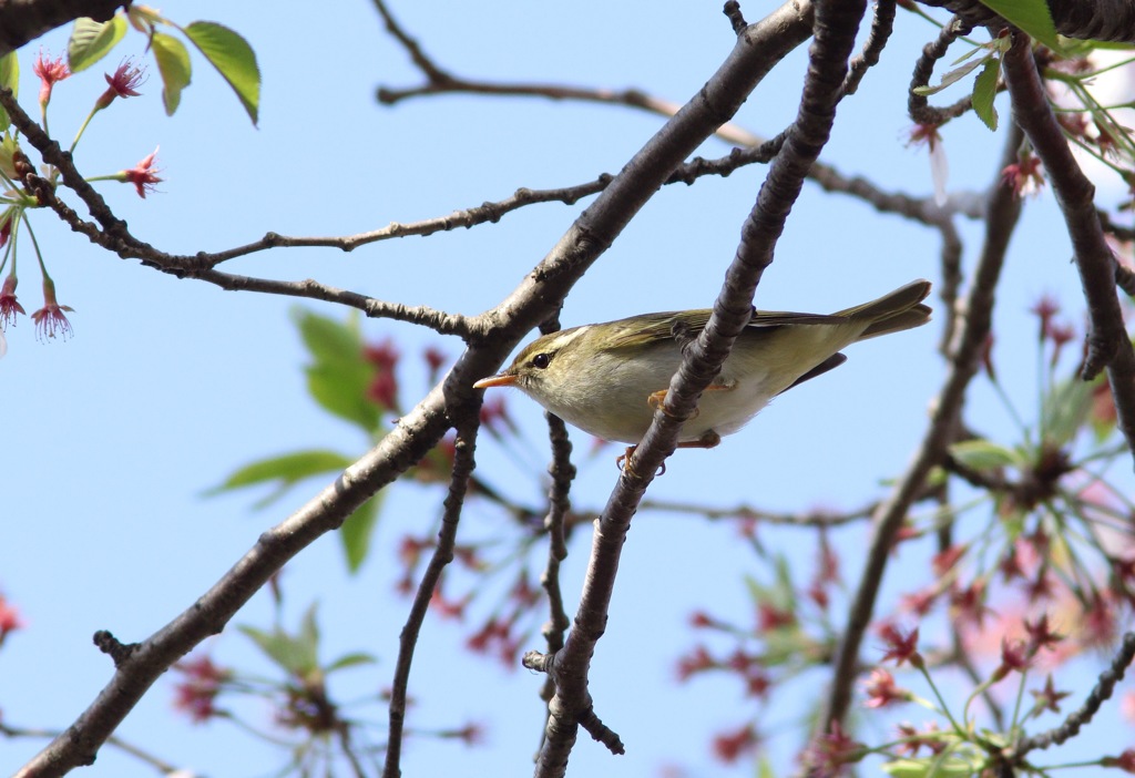 春の渡り センダイムシクイ