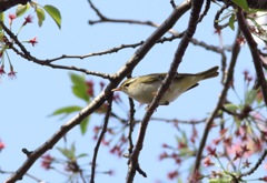 春の渡り センダイムシクイ