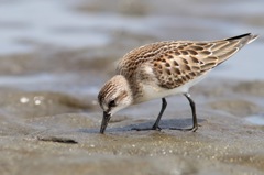 小さな旅鳥 トウネン