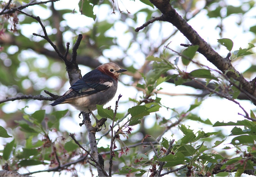春の渡り コムクドリ