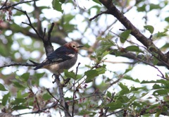 春の渡り コムクドリ