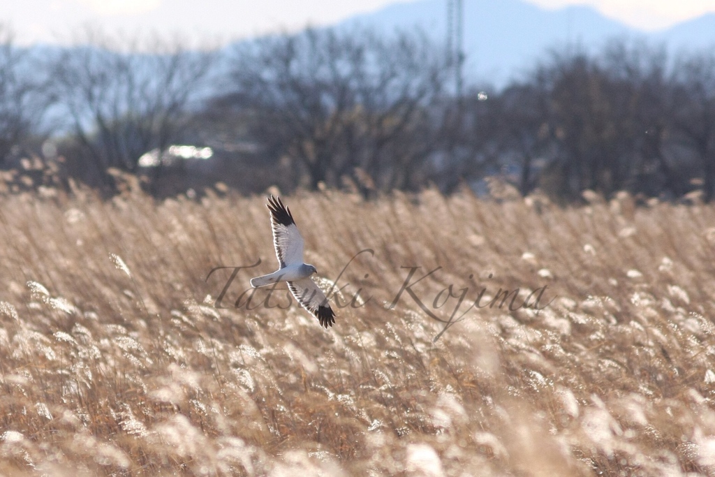 Hen harrier ♂