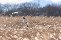 Hen harrier ♂