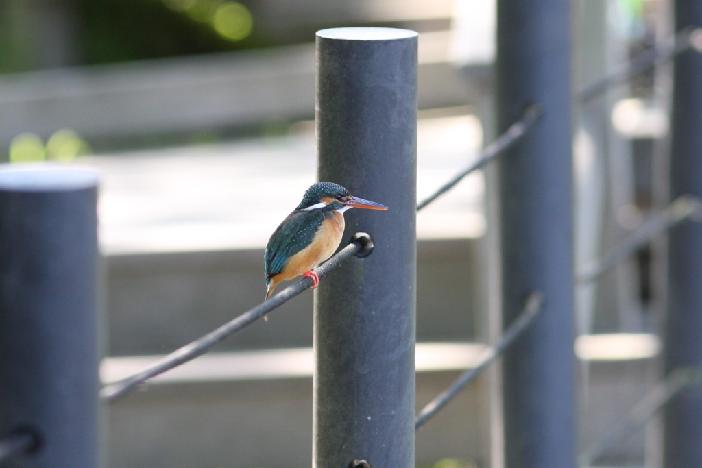 近所のカワセミ