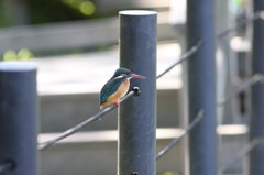 近所のカワセミ