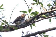 春の渡り コムクドリ