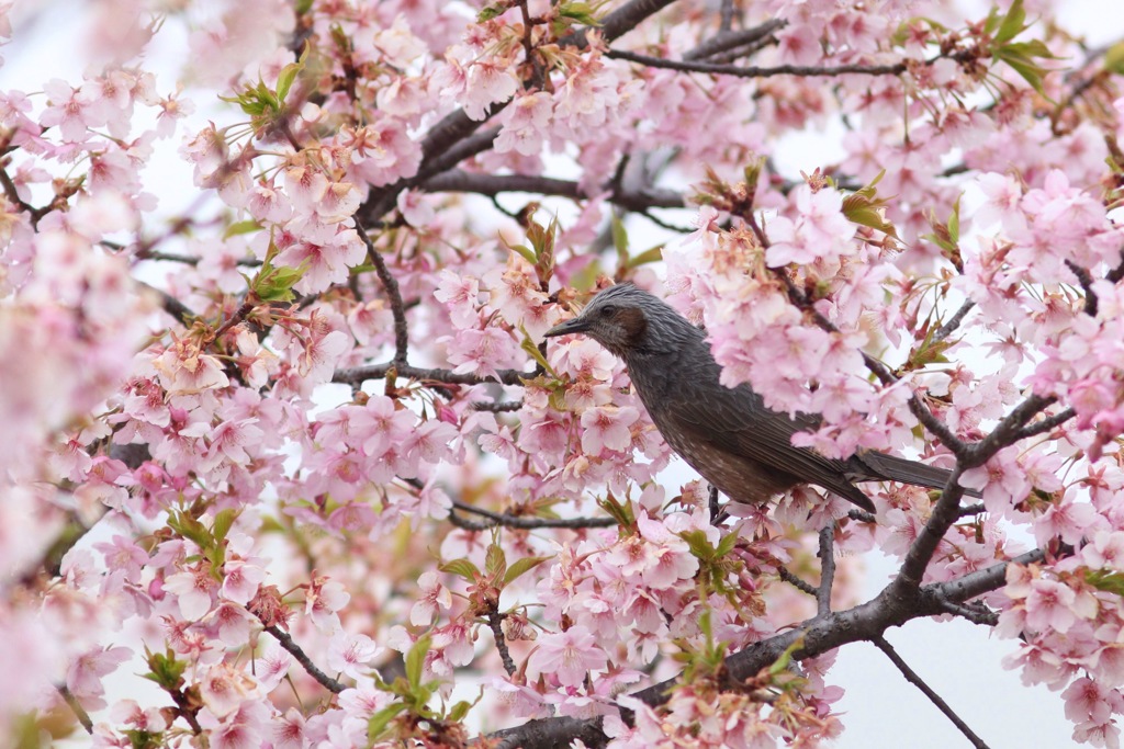 早咲きの桜とヒヨドリ