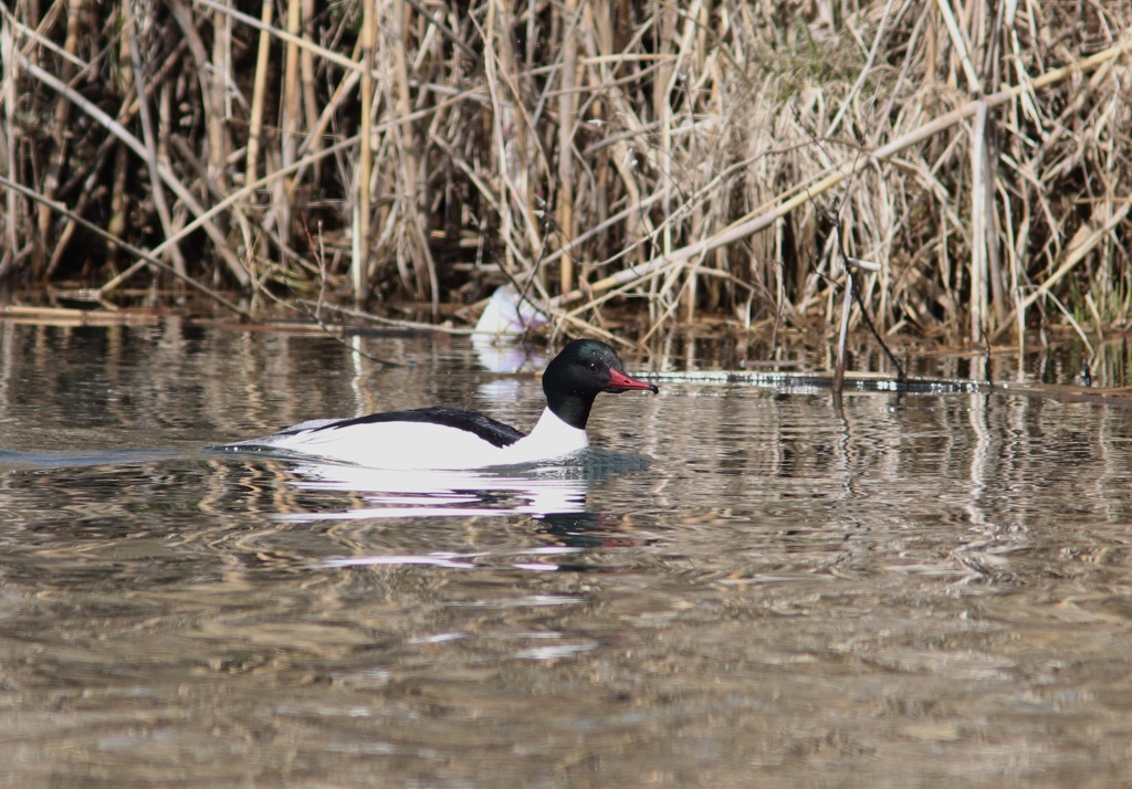 長野旅行 カワアイサ雄