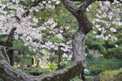 日比谷公園の桜