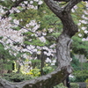 日比谷公園の桜