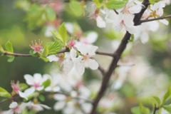 神田錦町の桜