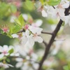 神田錦町の桜
