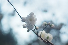 神田錦町の桜