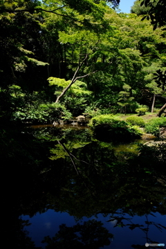 池に映り込む青空
