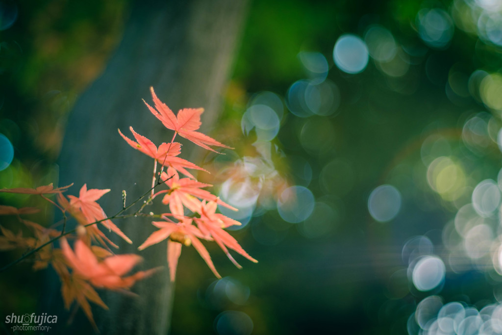 『紅葉が吹くシャボン玉』