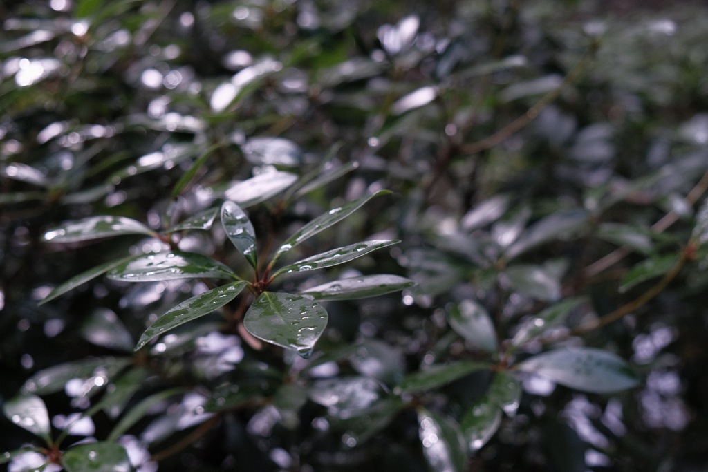 雨に打たれて