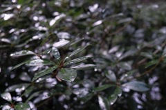 雨に打たれて