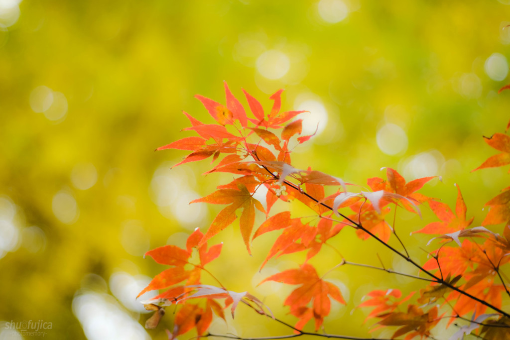 『紅葉』