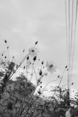 『とける、雲へ』