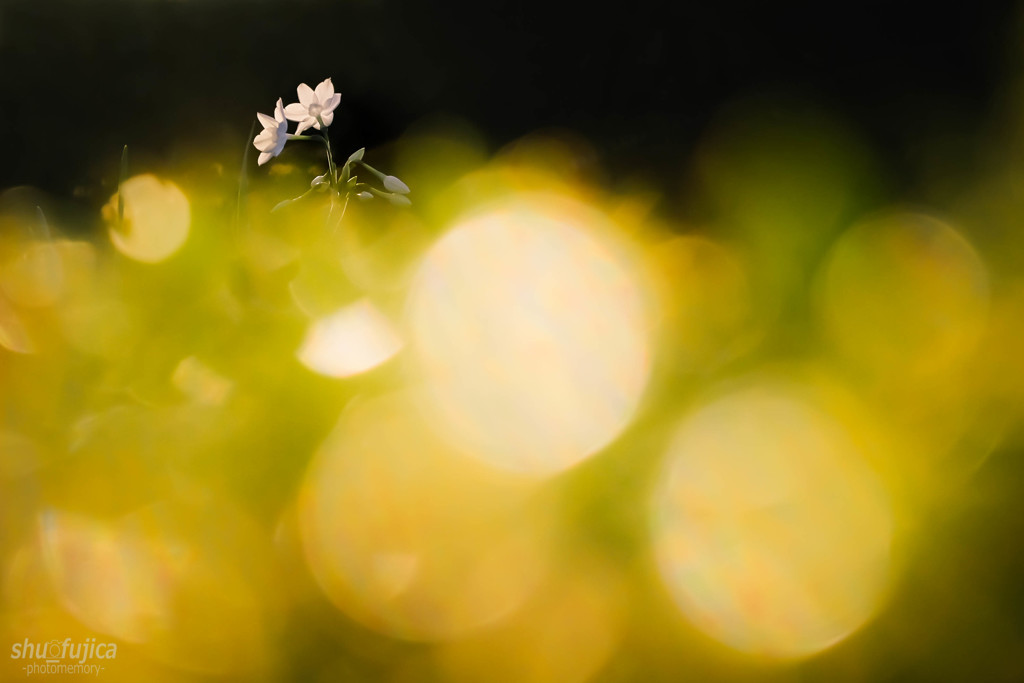 『FlowerDancer』