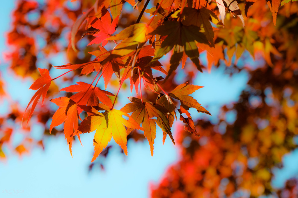 『紅葉』