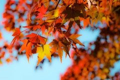 『紅葉』