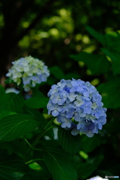 紫陽花