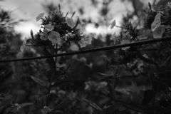 『花の涙』