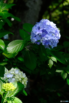 紫陽花