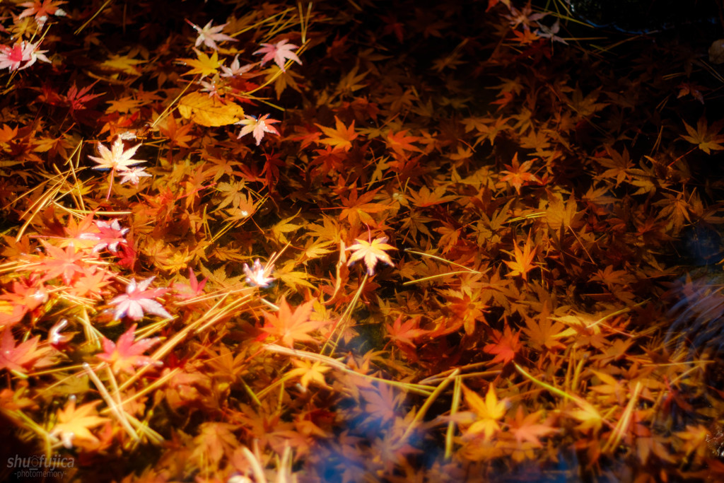 『水面下の紅葉』