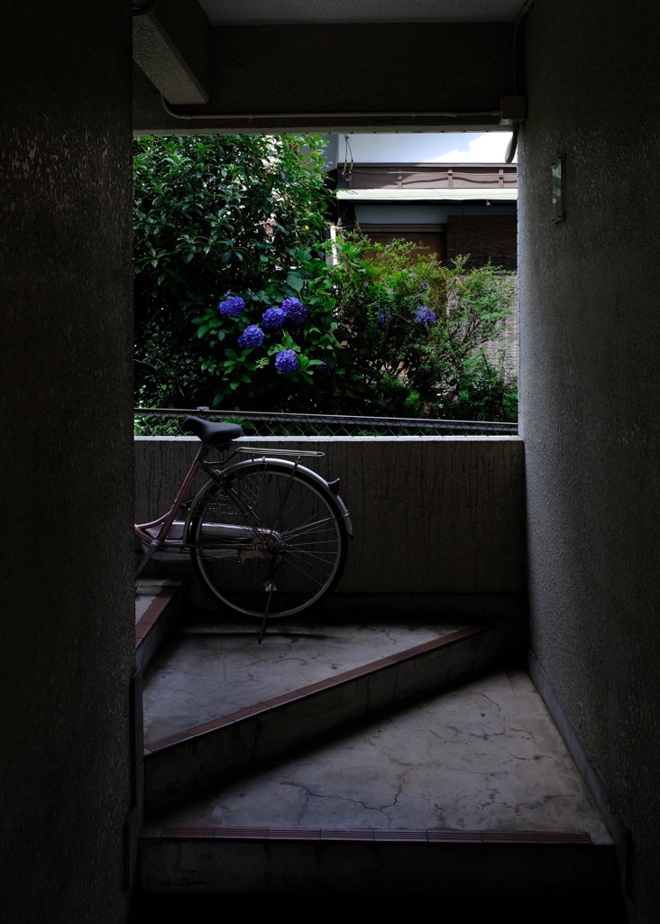 自転車と紫陽花