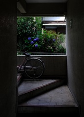自転車と紫陽花