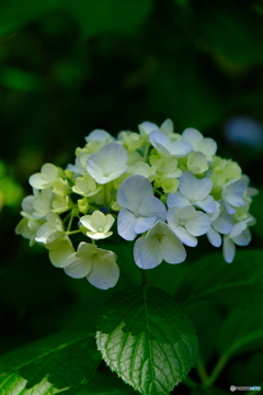 紫陽花