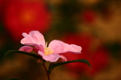 山茶花