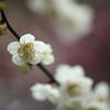 雨上がりの梅①