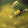 春の黄（木）サンシュユ