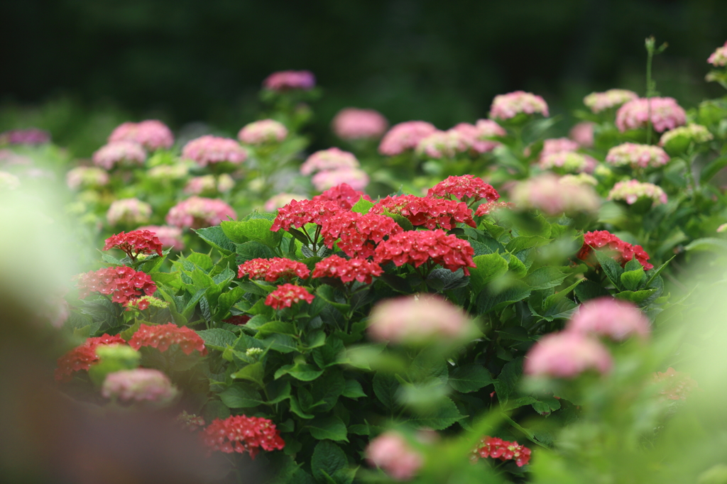 紫陽花②