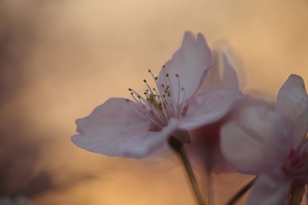 夕陽の中にひらく