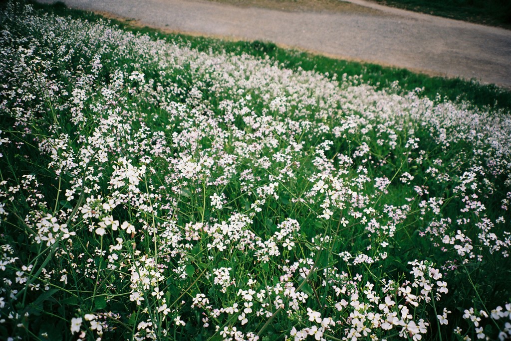 お花畑