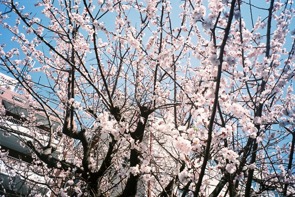 桜