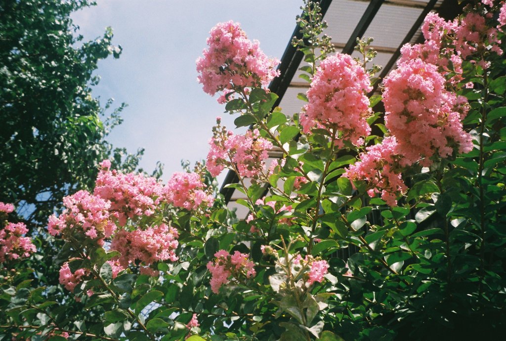何の花？