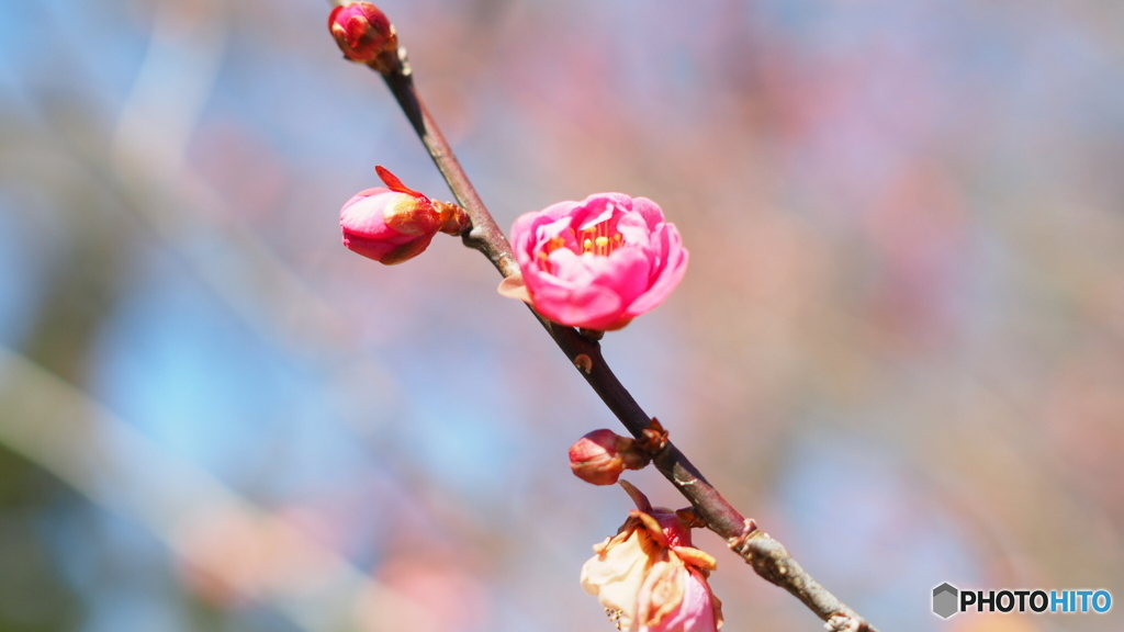 もう少しで開花かな？