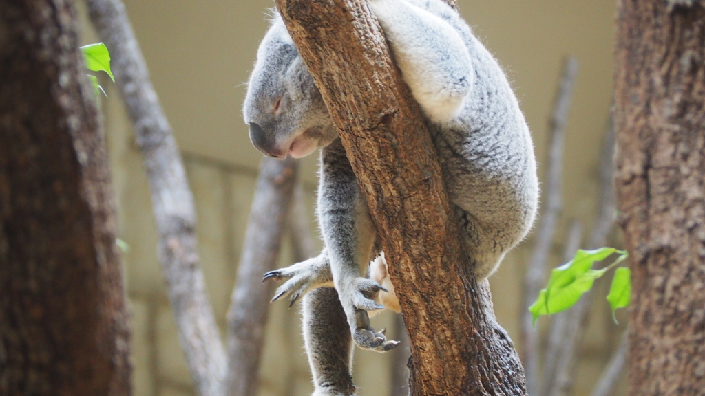 いつだって眠いんだ....