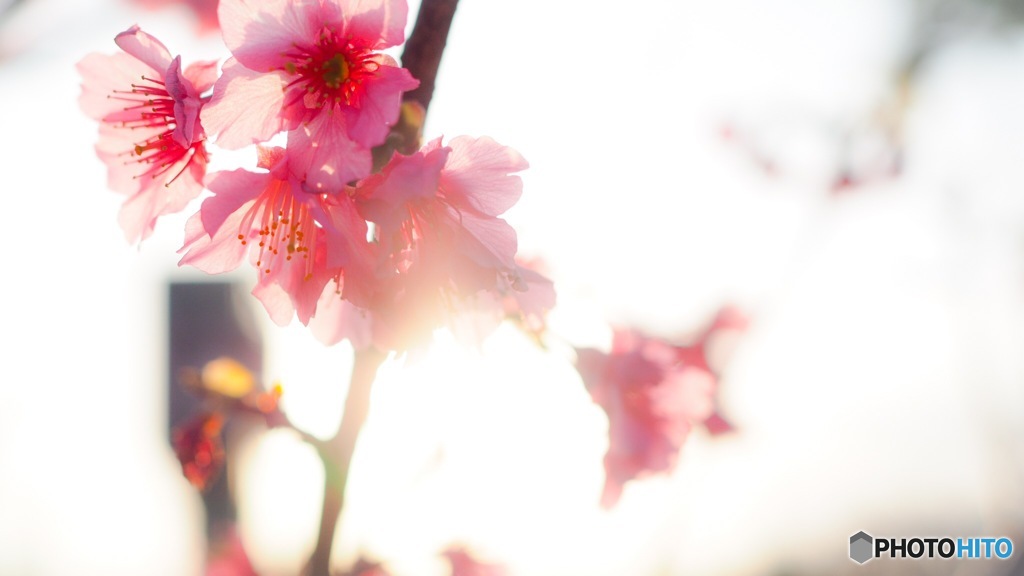 緋寒桜